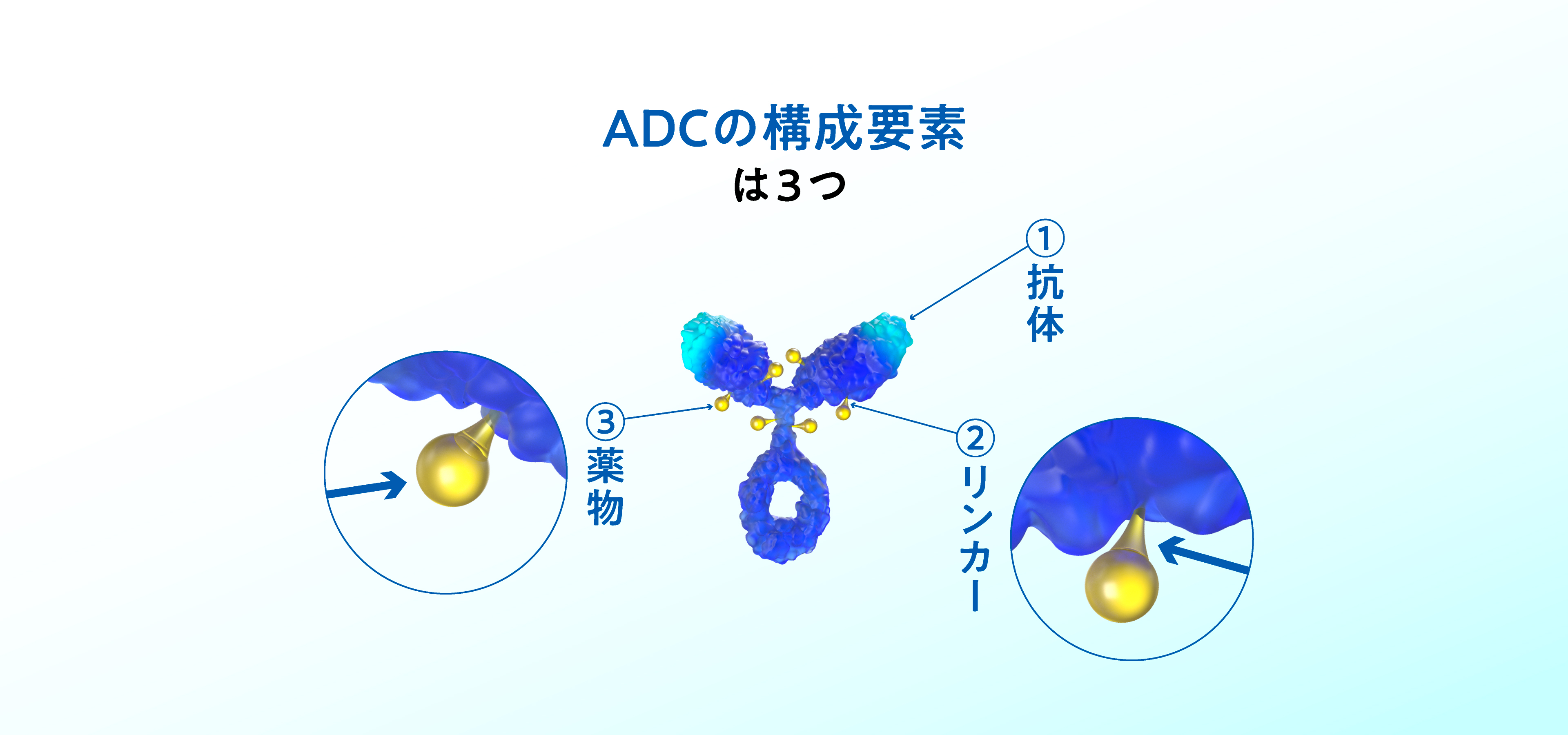 ADCの構成要素は①抗体②リンカー③薬物の3つ