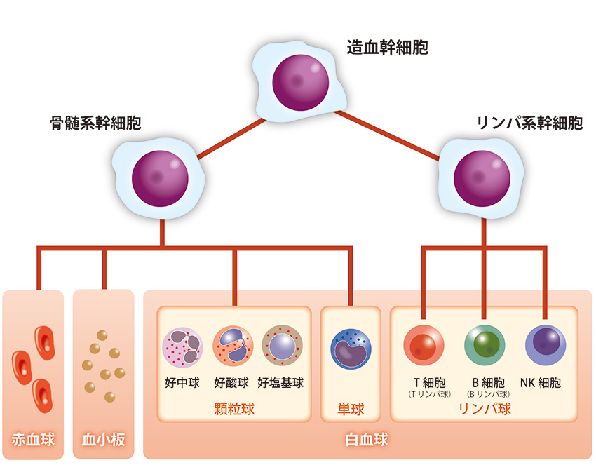 血液細胞の種類と成り立ち