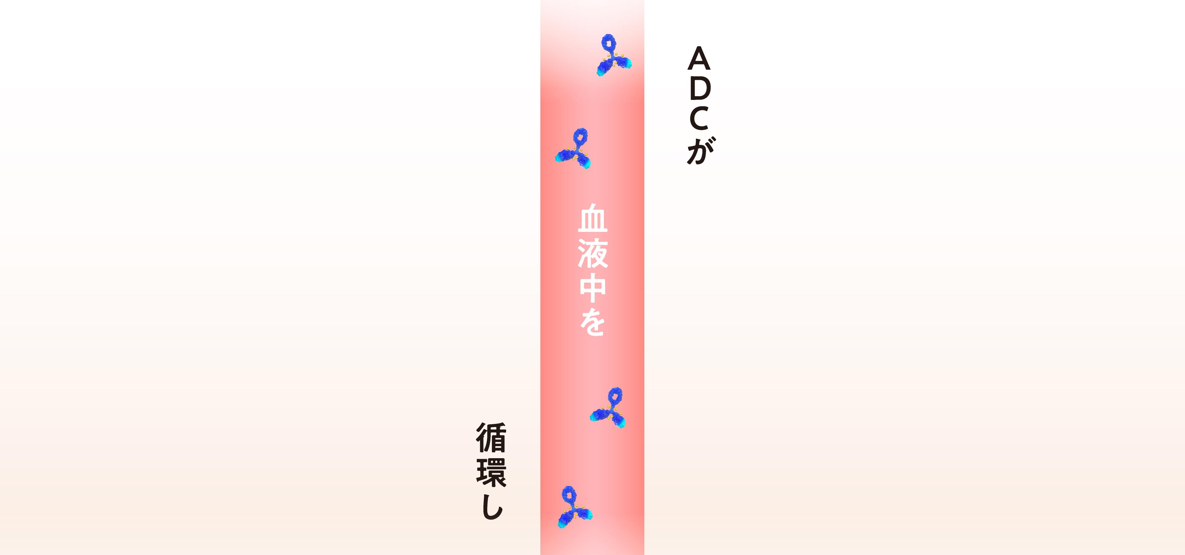 ADCが血液中を循環し
