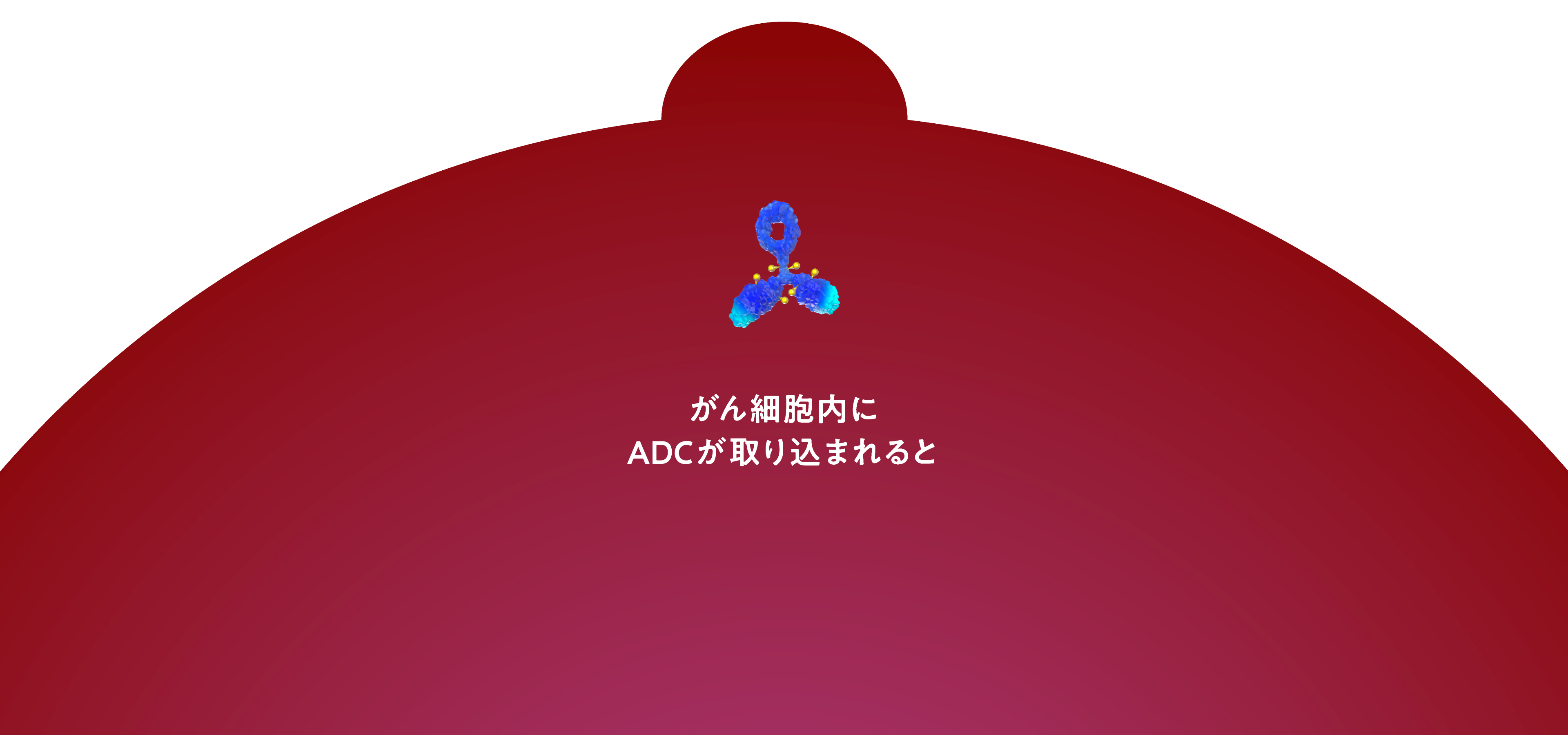 がん細胞内にADCが取り込まれると