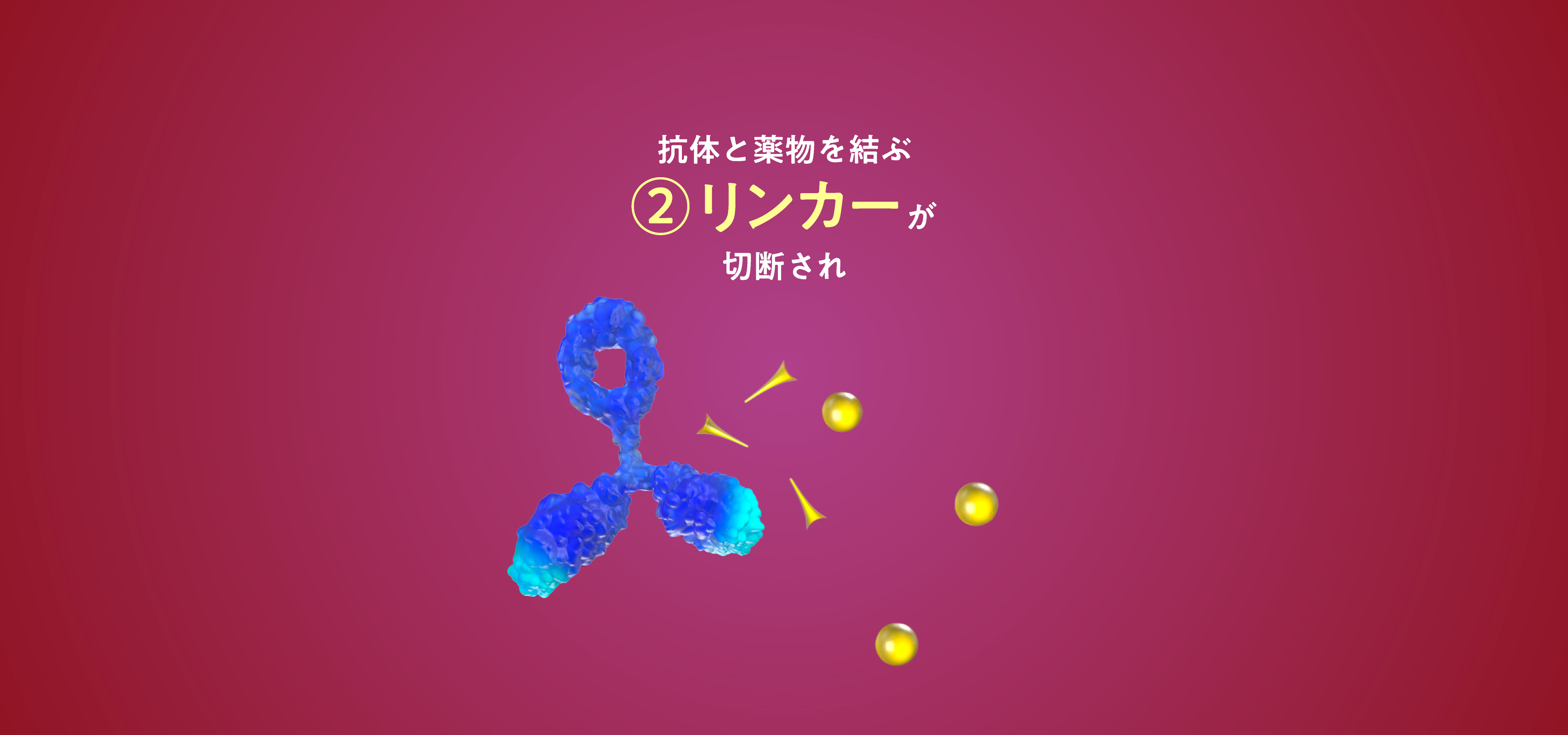 抗体と薬物を結ぶ②リンカーが切断され