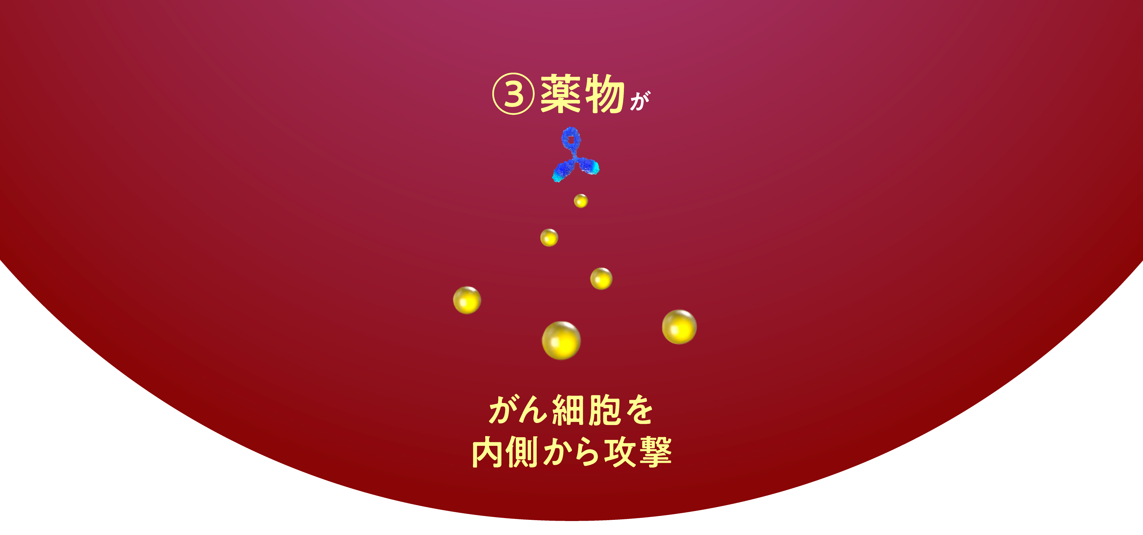 ③薬物ががん細胞を内側から攻撃
