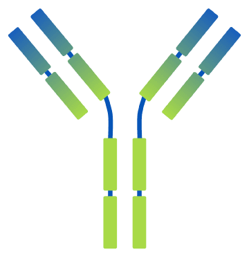 抗体のイラスト