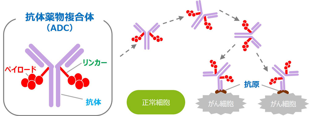 抗体、リンカー、ペイロードから成る抗体薬物複合体（ADC)が、がん細胞の抗原に届くまでのイメージ図