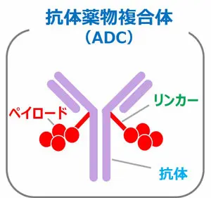 抗体薬物複合体（ADC）イメージ図。抗体、リンカーとペイロードから成る