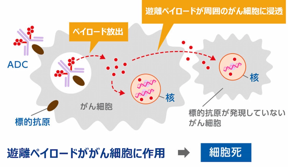 バイスタンダー抗腫瘍効果について説明した図