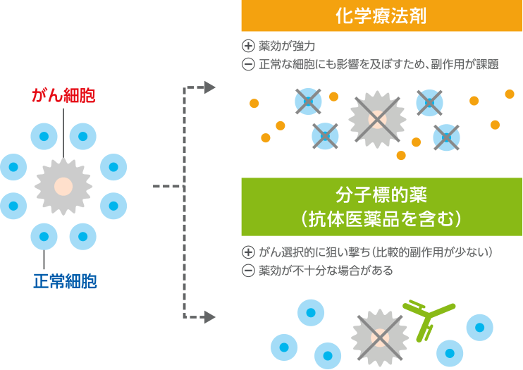 化学療法と分子標的薬(抗体医薬品を含む)が、がん細胞および正常細胞へ与える影響のイメージ図