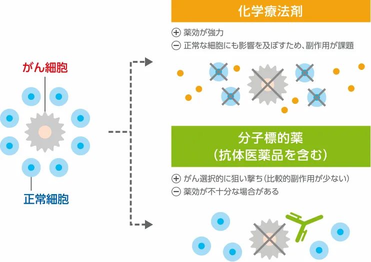 化学療法剤と分子標的薬の作用の違いを表現した図